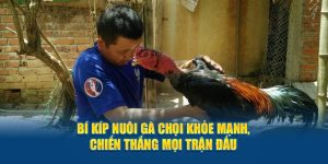 Cách nuôi gà chọi King88