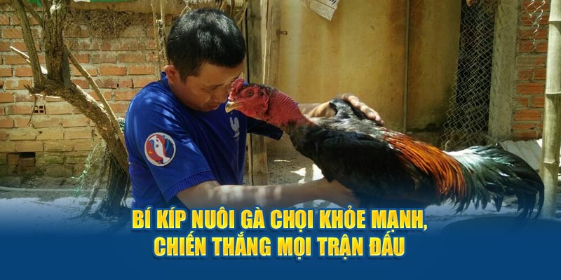 Cách nuôi gà chọi King88