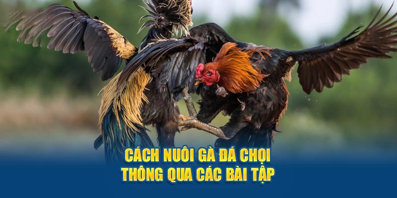 Cách nuôi gà chọi với các bài tập