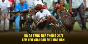 Đá gà trực tiếp Thomo 24/7