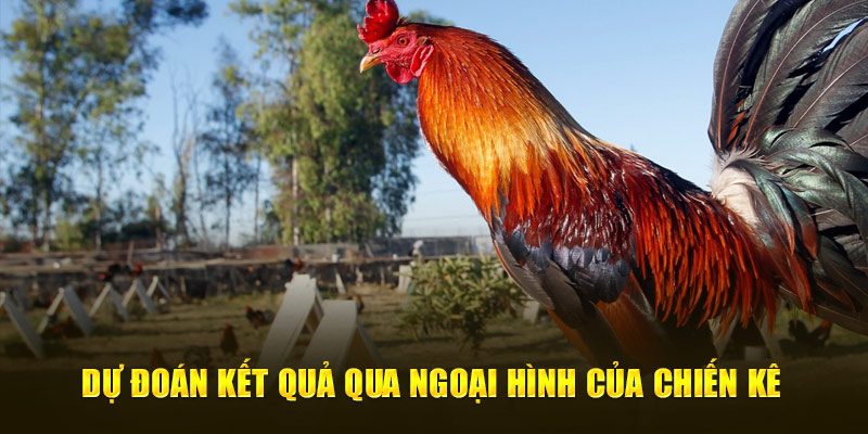 Dự đoán kết quả qua ngoại hình của chiến kê 