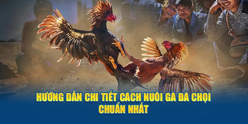 Cách nuôi gà chọi 