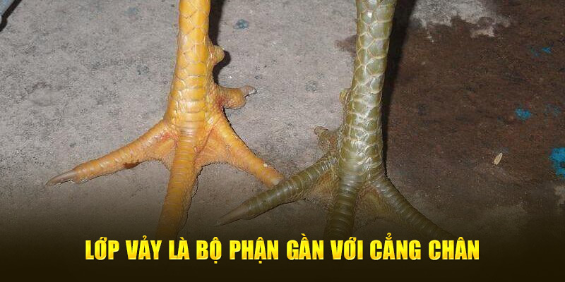 Lớp vảy  là bộ phận gần với cẳng chân 