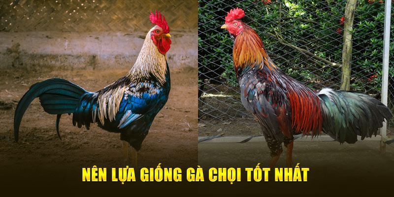 Nên lựa giống gà chọi tốt nhất 